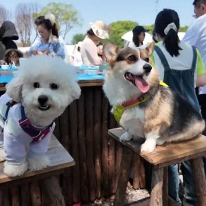 चीनमा विदेशी घरपालुवा जनावरको क्रेज बढ्यो, छेपारोदेखि कछुवासम्मको व्यापार फस्टाउँदै