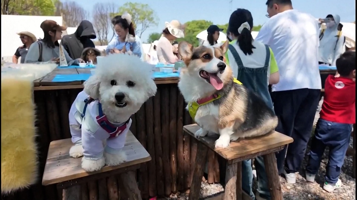 चीनमा विदेशी घरपालुवा जनावरको क्रेज बढ्यो, छेपारोदेखि कछुवासम्मको व्यापार फस्टाउँदै