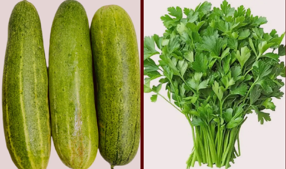 कालीमाटी परीक्षणमा धनियाँ–काक्रोमा उच्च विषादी भेटियो