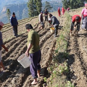 जलजला आलुको बीउमा आत्मनिर्भर