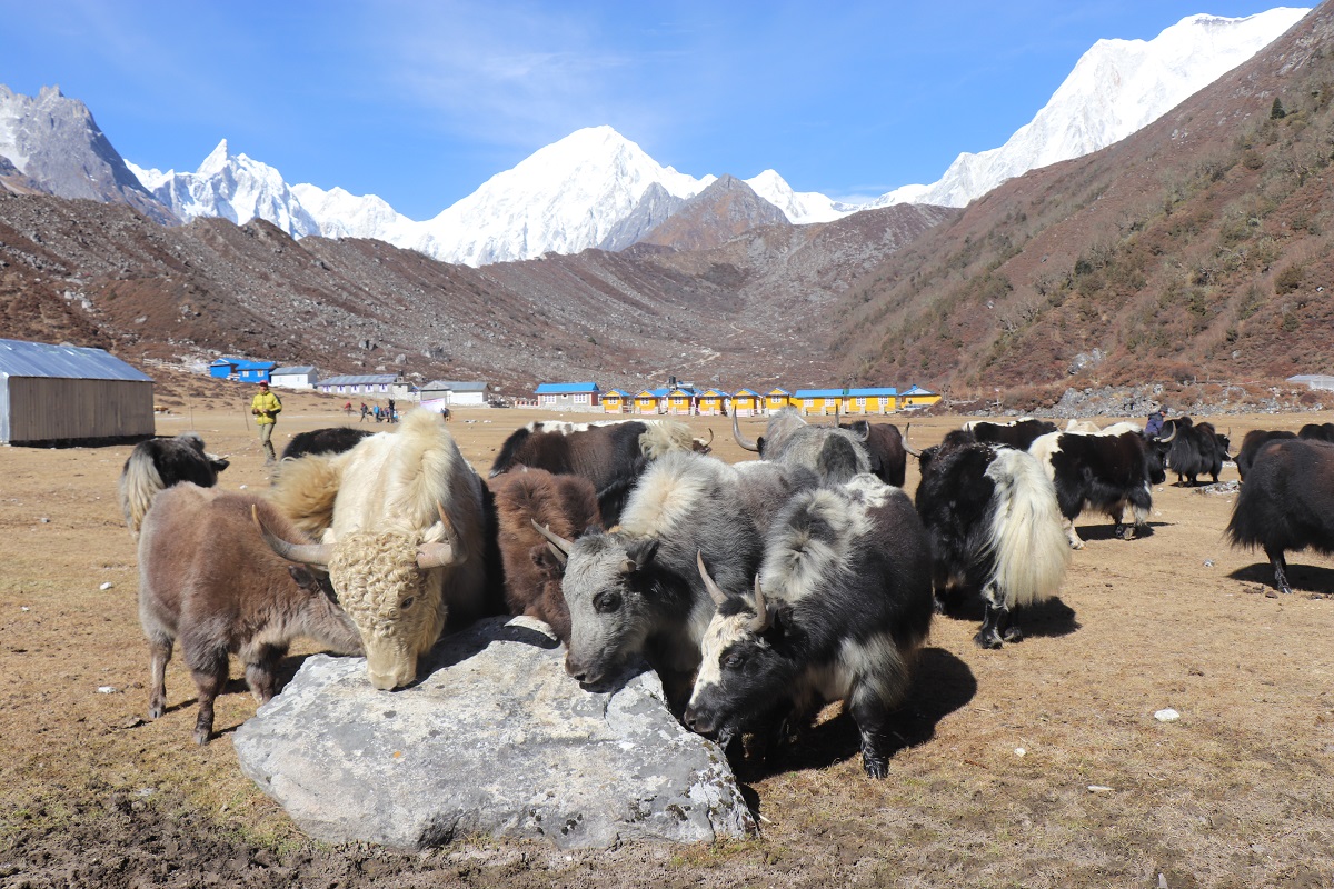 जलवायु परिवर्तनको चपेटामा मनाङका खर्क : याक–चौँरी पालन सङ्कटमा