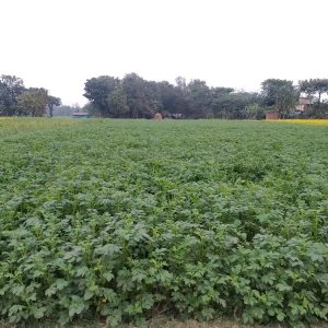 तोरी र उँखु छाडेर आलुखेतीतर्फ किसान आकर्षित