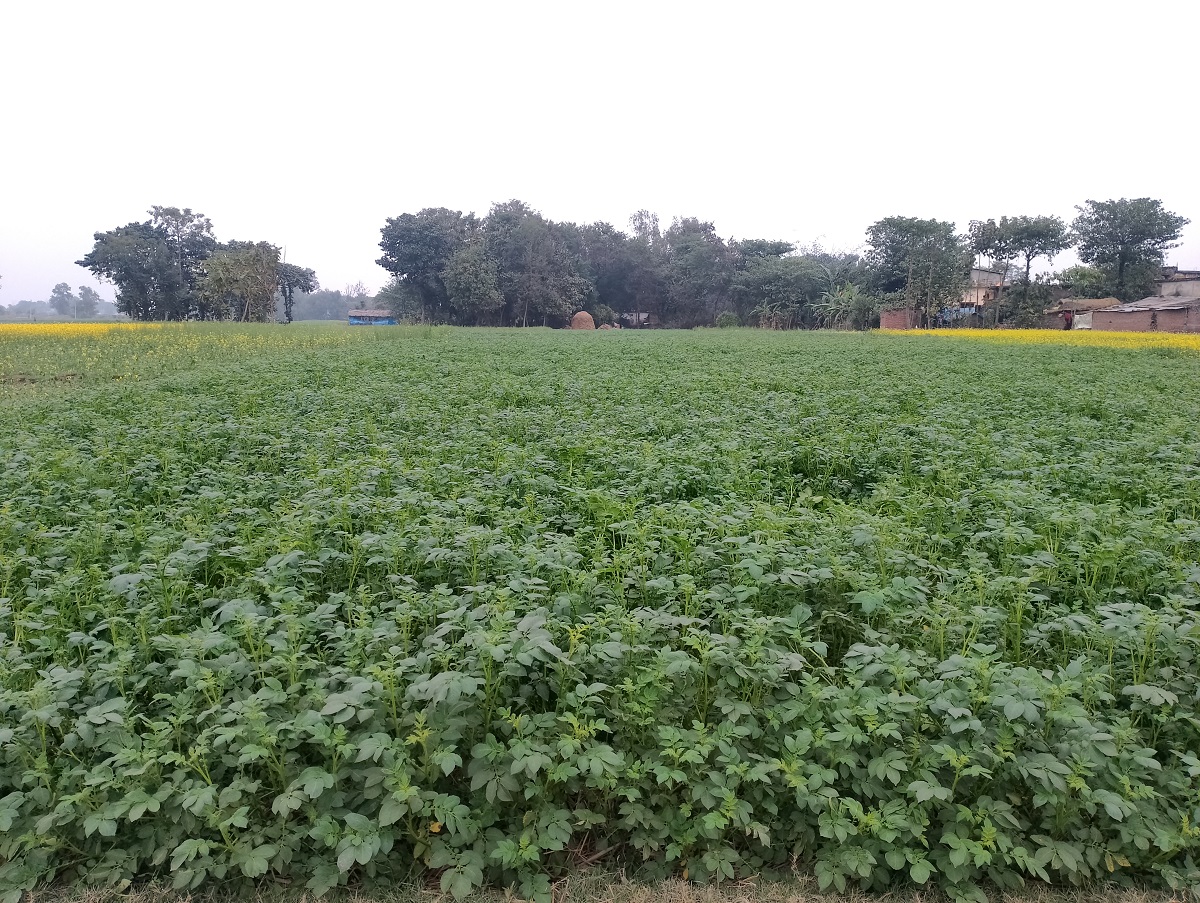 तोरी र उँखु छाडेर आलुखेतीतर्फ किसान आकर्षित