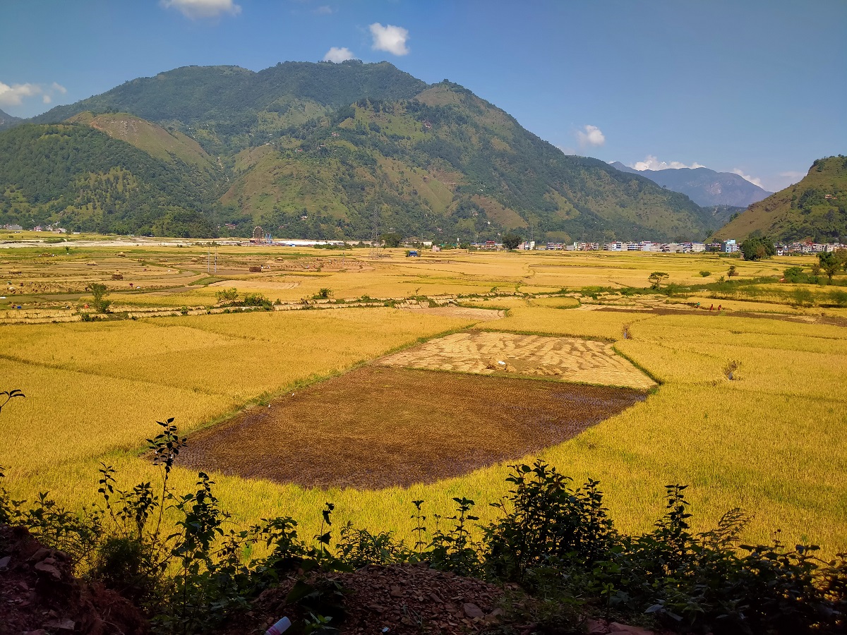 क्षेत्रफल घटे पनि स्याङ्जामा धान उत्पादन बढ्यो