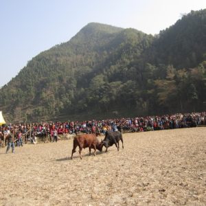 बेत्रावतीमा आज ११ हल गोरु जुधाइ प्रतियोगिता हुँदै