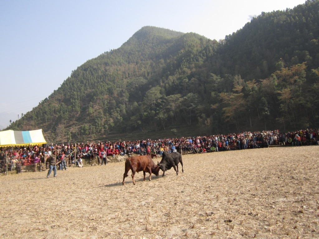 बेत्रावतीमा आज ११ हल गोरु जुधाइ प्रतियोगिता हुँदै