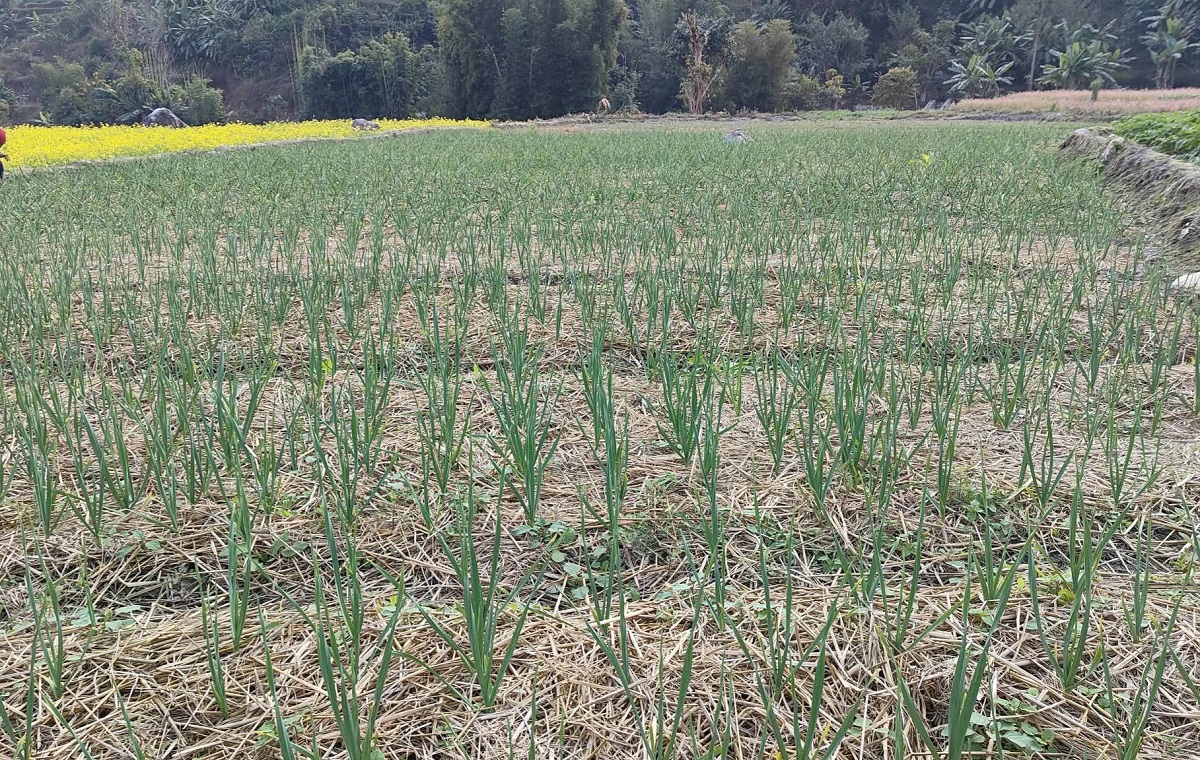 व्यावसायिक कृषितर्फ युवाको रुचि, रुपामा १ सयभन्दा बढी युवा संलग्न